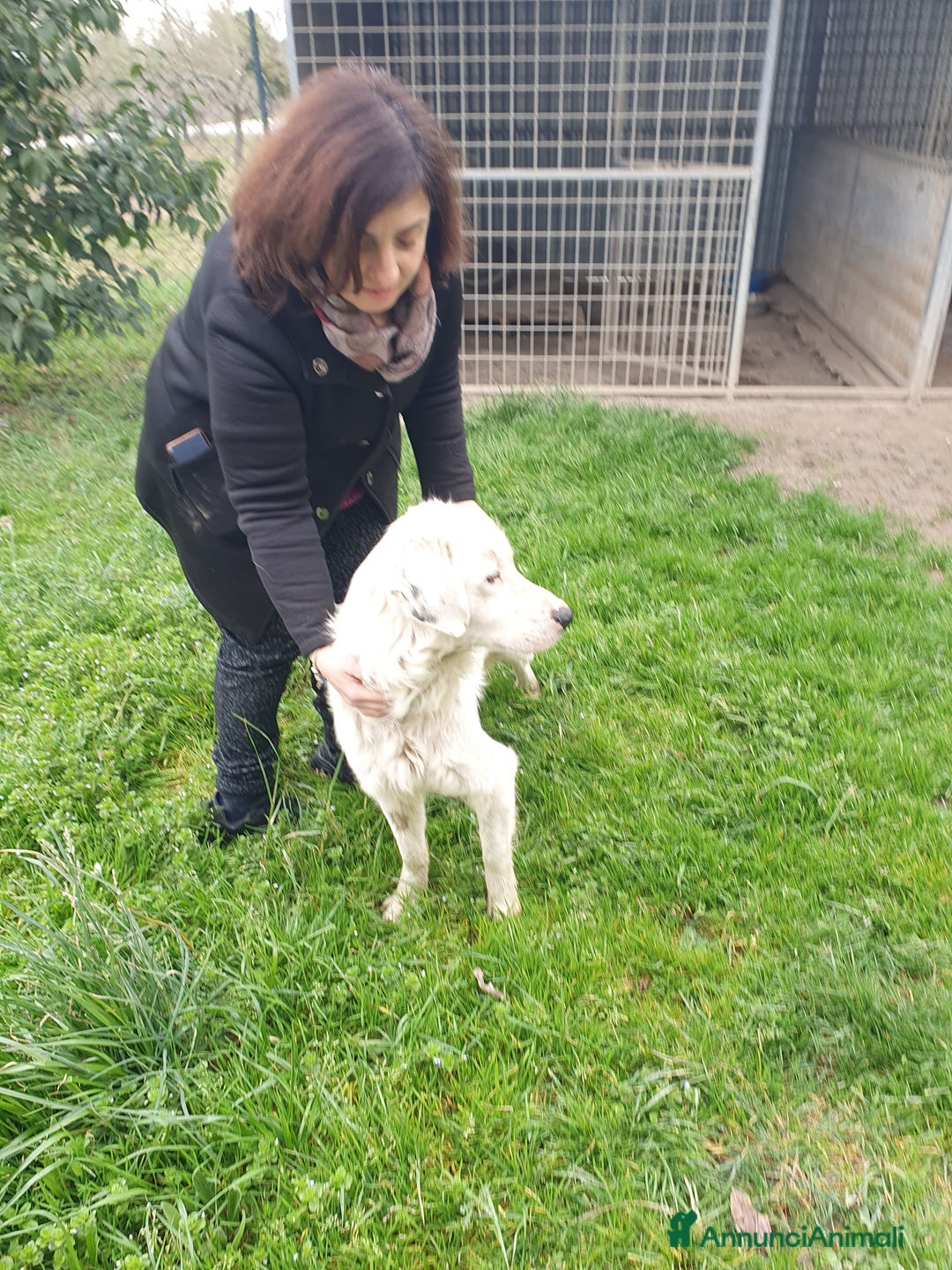 Meticcio cani in regalo: NEVE MIX GOLDEN RETRIEVER ALBINO a Provincia di Avellino - Annuncio 16