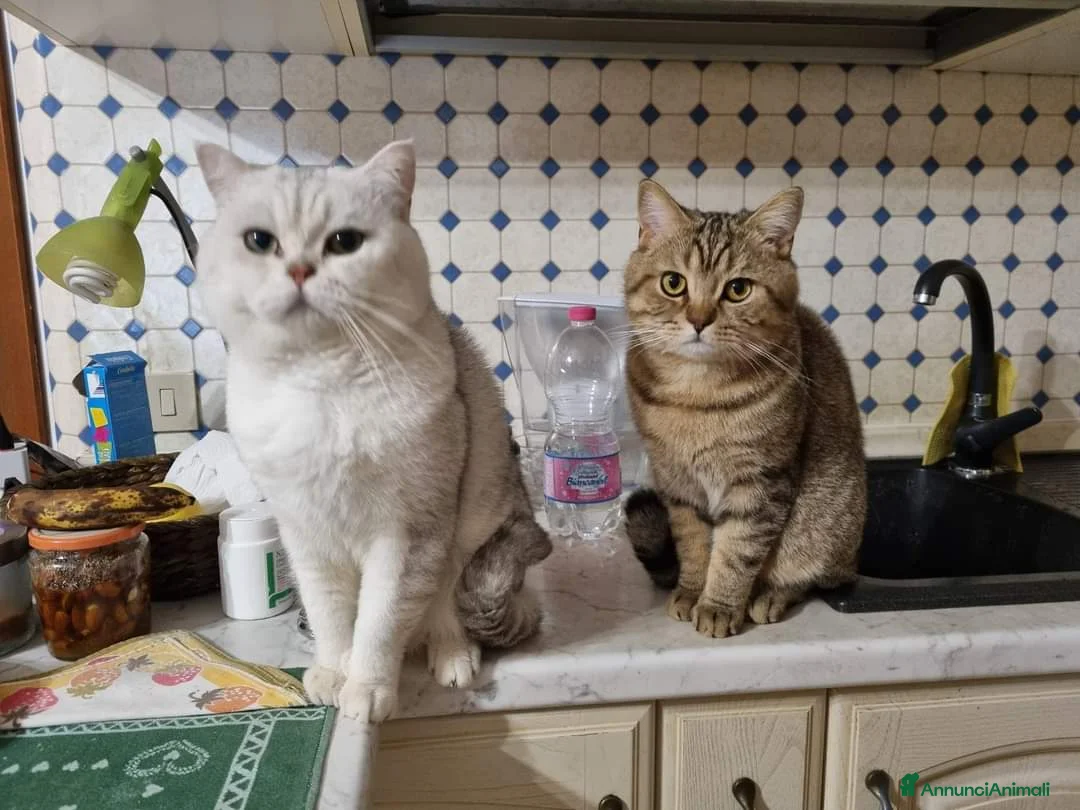 British gatti per accoppiamento: Cerco gatta Britisc shortais silver  - Annuncio 3