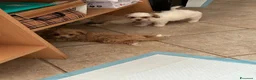 Maltipoo cani in vendita: Maltipo - Annuncio 3