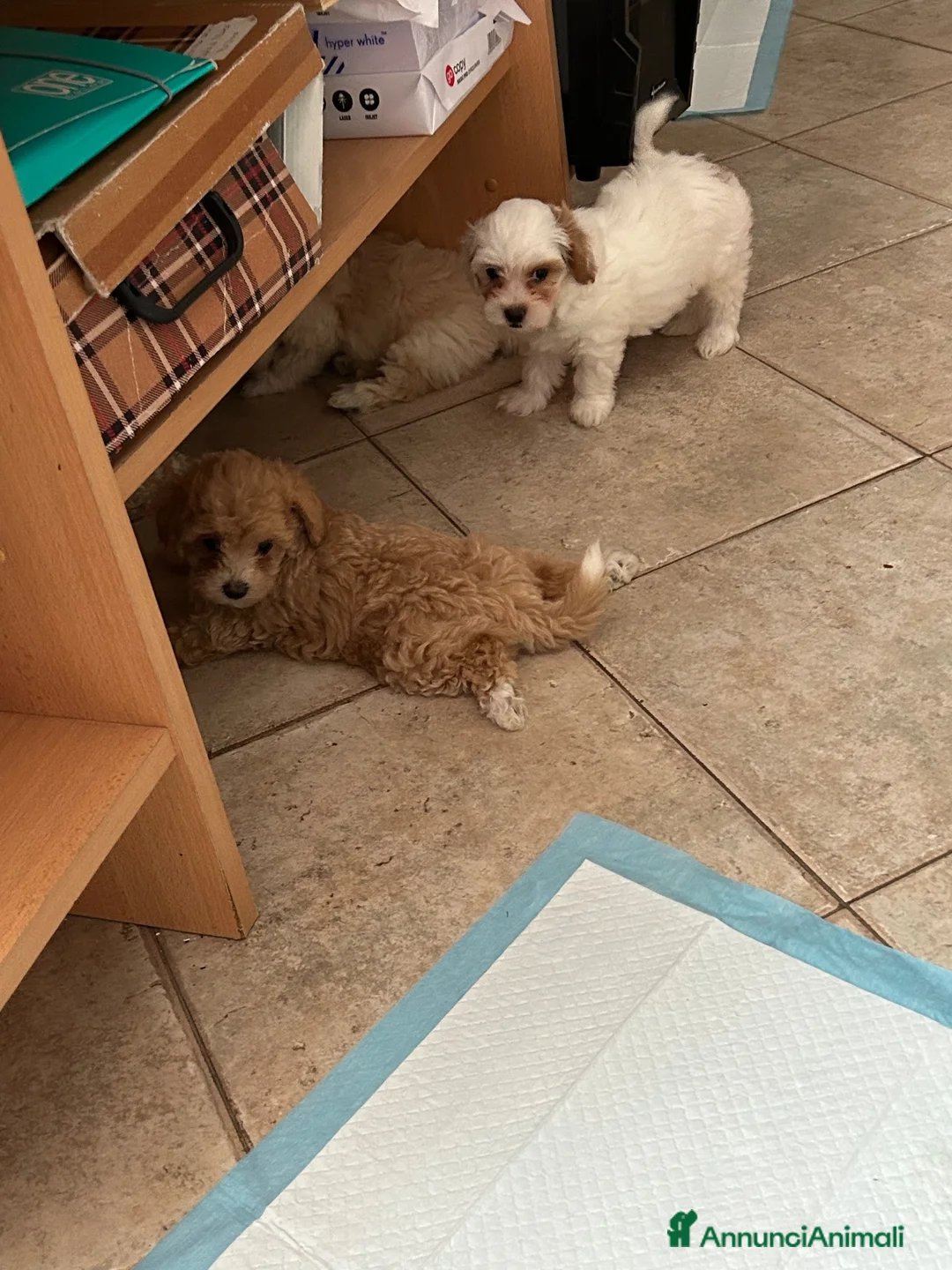 Maltipoo cani in vendita: Maltipo - Annuncio 3