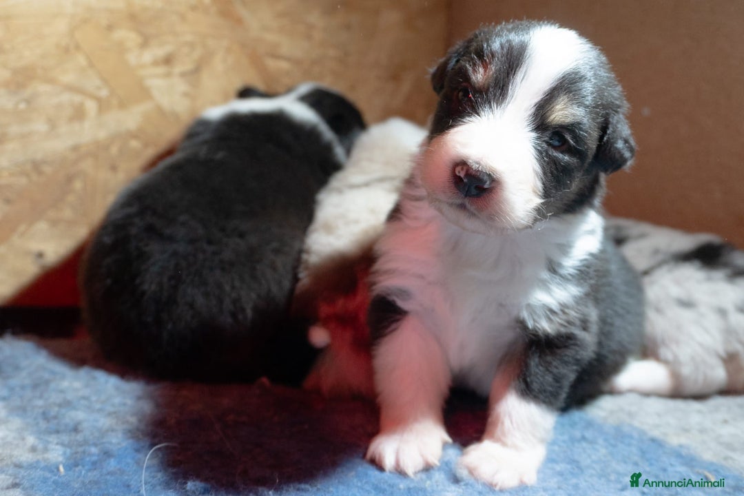 Australian Shepherd cani in vendita: Australian Shepherd  - Annuncio 31