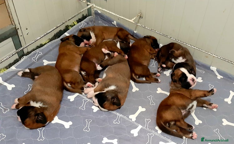 Boxer cani in vendita a Provincia di Ancona - Annuncio 1