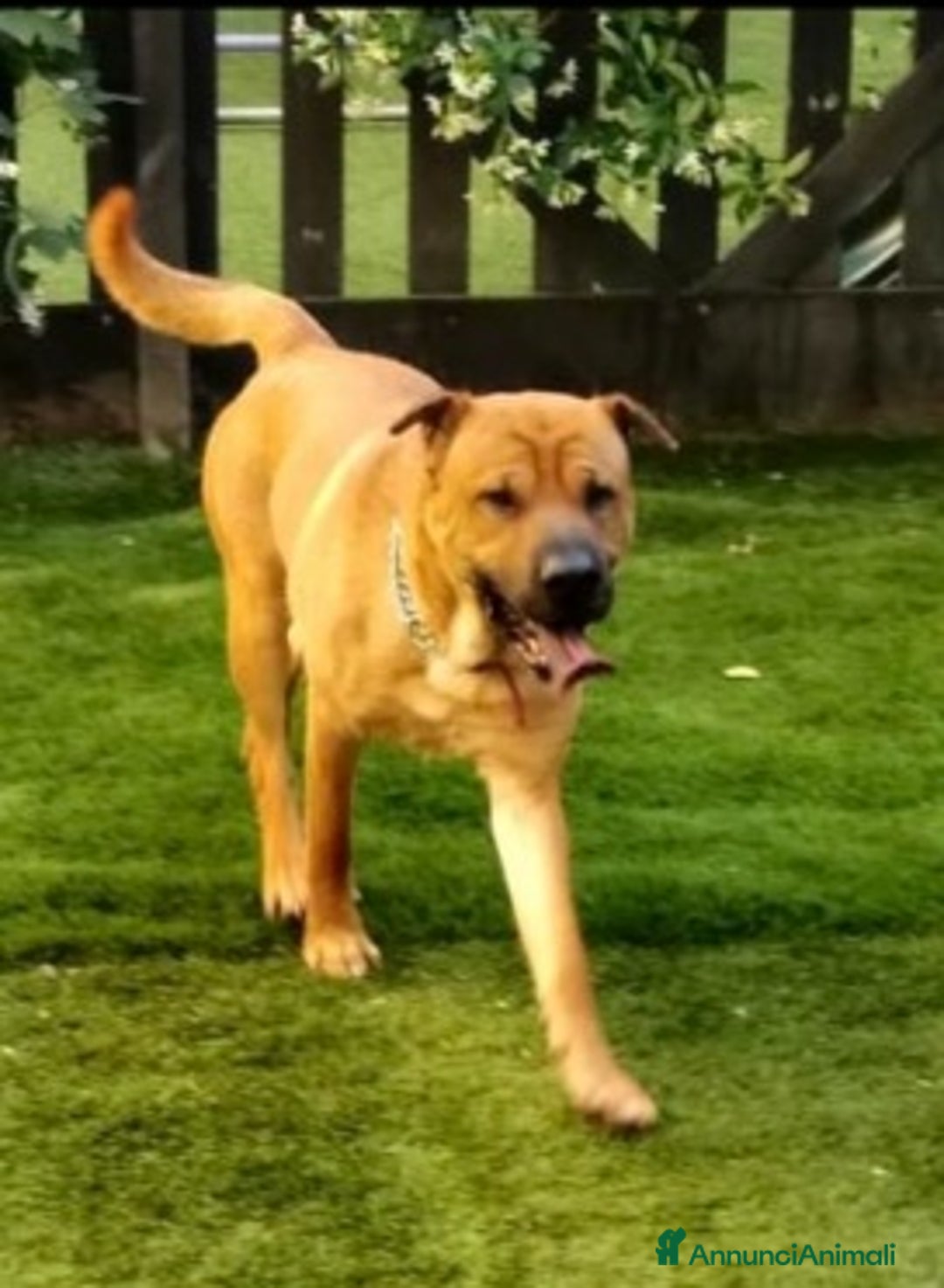 Meticcio cani in regalo: Mix Sharpei 5anni PRESTO IN CANILE!MILANO - Annuncio 6
