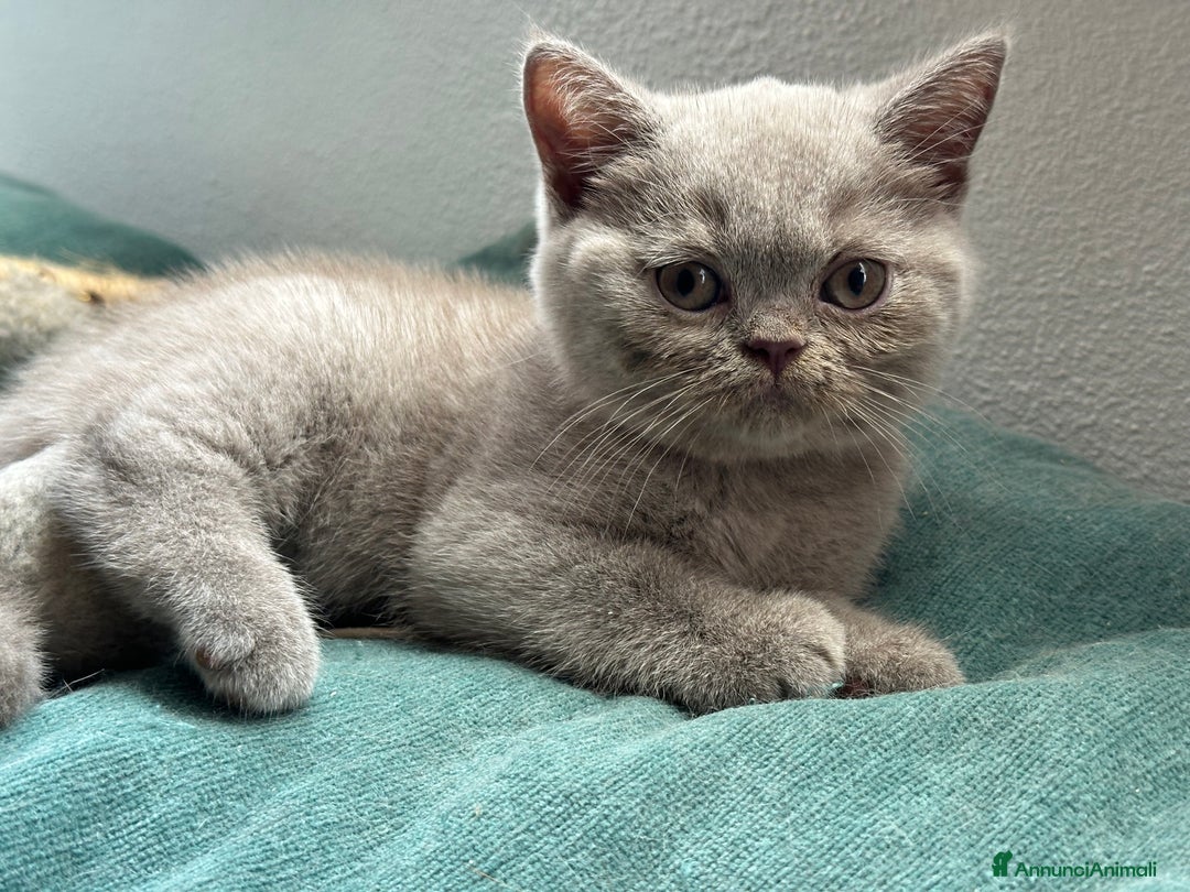 British gatti in vendita: Cuccioli di vero British Shorthair  a Città Metropolitana di Bologna - Annuncio 4