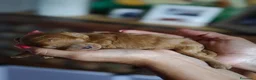 Barboncino Toy cani in vendita: Allevamento Riconosciuto Enci  - Annuncio 4