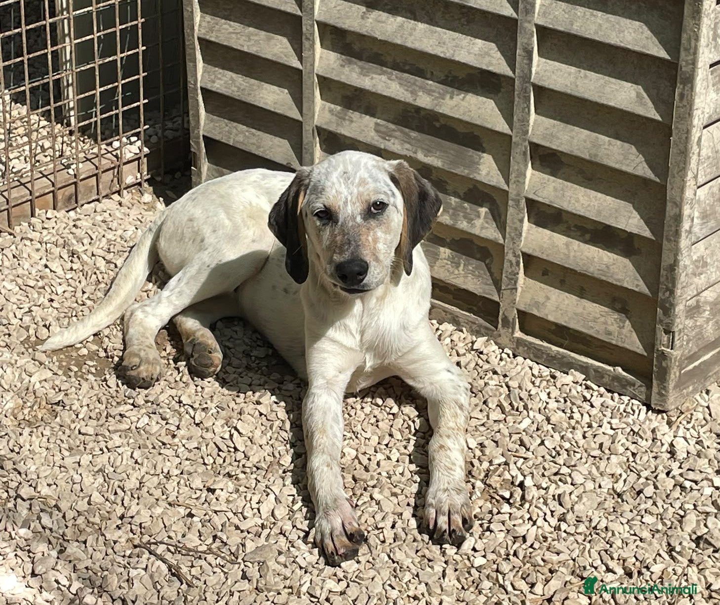 Meticcio cani in regalo: CERCHIAMO CASA : CI ADOTTI? a Provincia di Varese - Annuncio 19