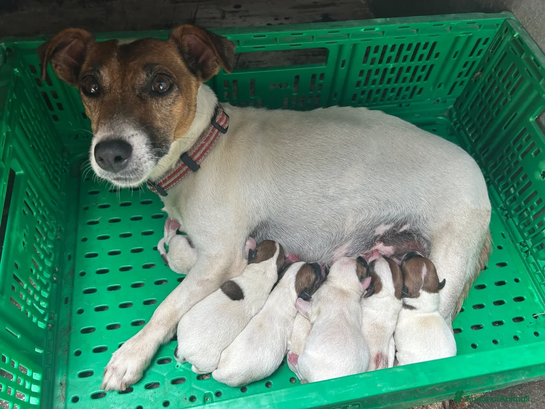 Jack Russell cani in vendita: Cuccioli di Jack Russell a Provincia di Teramo - Annuncio 1