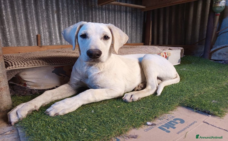 Meticcio cani a Città metropolitana di Milano - Annuncio 14