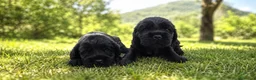 Cocker cani in vendita: Meravigliosi cuccioli di cocker spaniel pedigree  - Annuncio 7