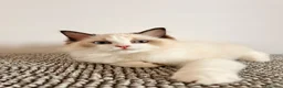 Ragdoll gatti in vendita: Ragdoll cucciolo bicolor Pedigree  - Annuncio 3