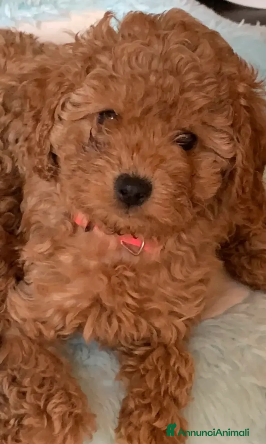 Barboncino cani in vendita: Barboncino nano  - Annuncio 9