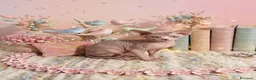 Sphynx gatti in vendita: Allevamento con affiso - Annuncio 3