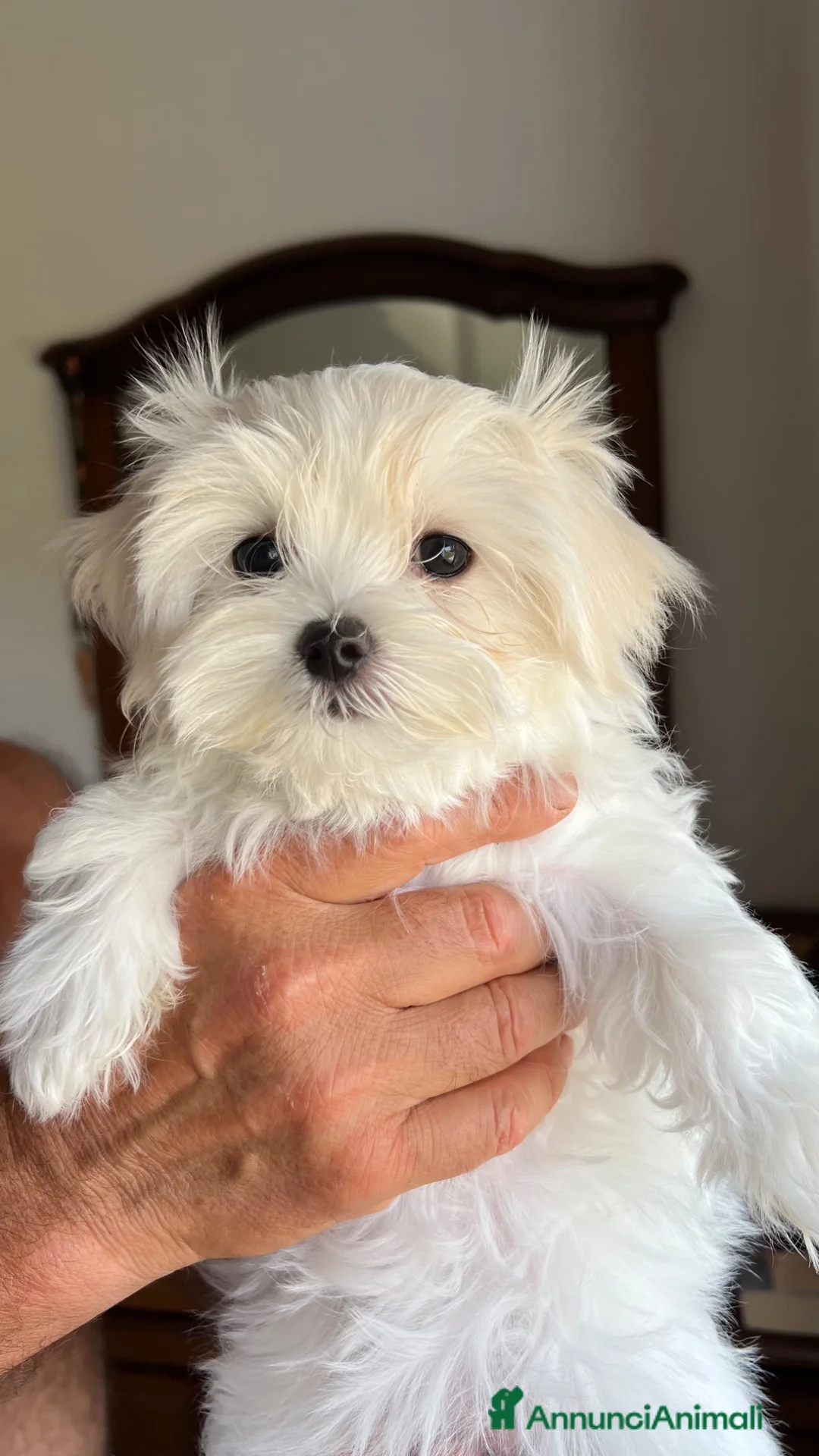 Maltese cani in vendita: Cucciolo di maltese con pedigree ENCI  - Annuncio 2