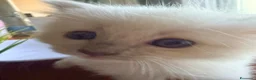 Ragdoll gatti in vendita: Cucciolo ragdoll blue mitted Bleach - Annuncio 3