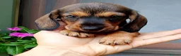 Bassotto cani in vendita: Bassotto pelo duro figlia secca  - Annuncio 4