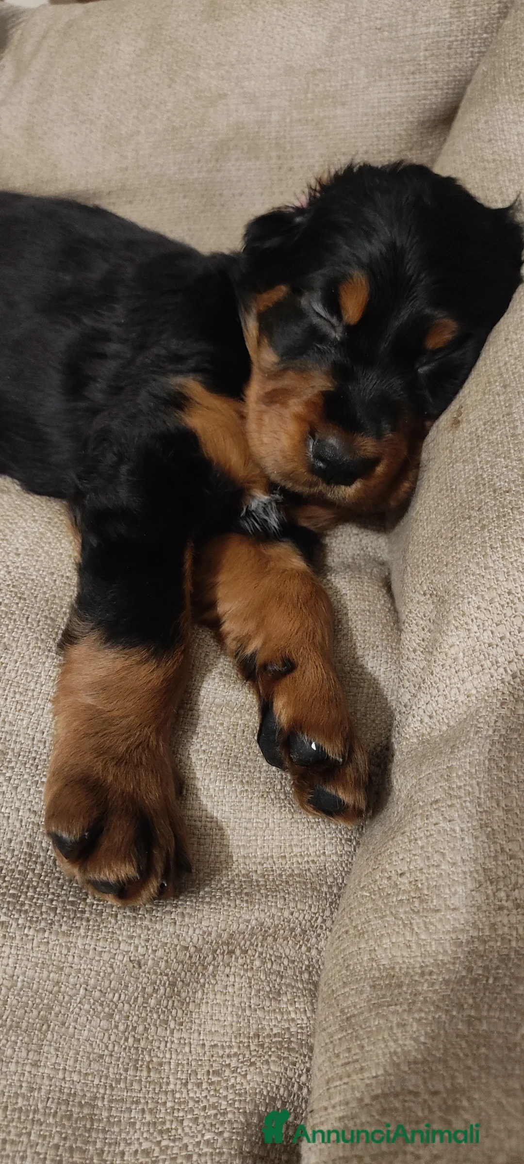 Setter Gordon cani in vendita: Setter Gordon  - Annuncio 11