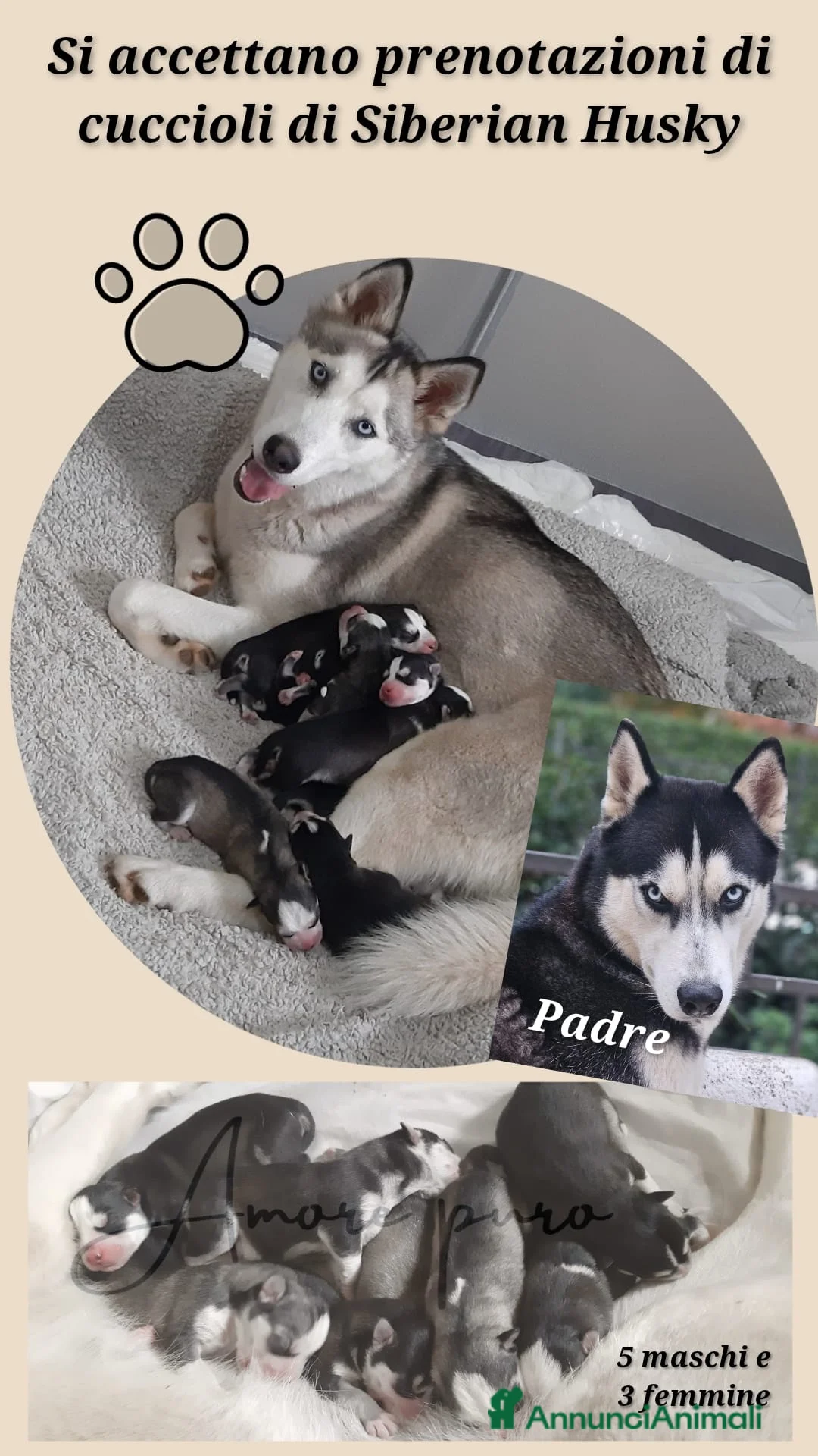 Husky cani in vendita: Cuccioli di siberian husky  - Annuncio 9