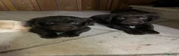 Meticcio cani in vendita: CUCCIOLI CERCANO FAMIGLIA - Annuncio 2