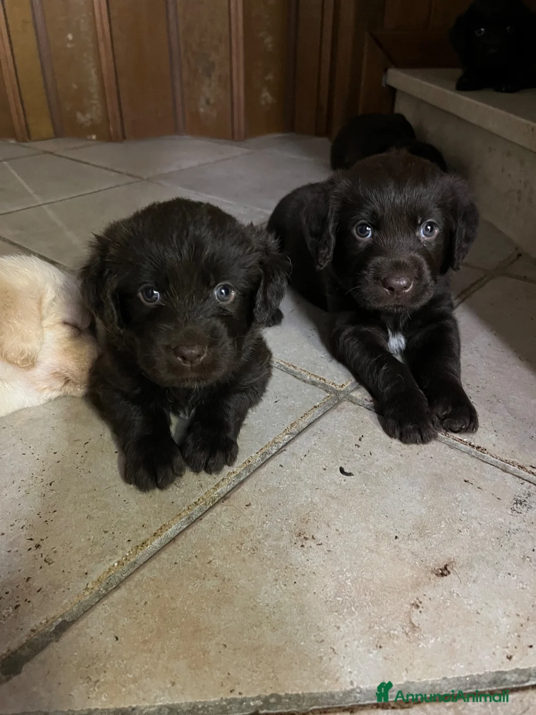 Meticcio cani in vendita: CUCCIOLI CERCANO FAMIGLIA - Annuncio 2
