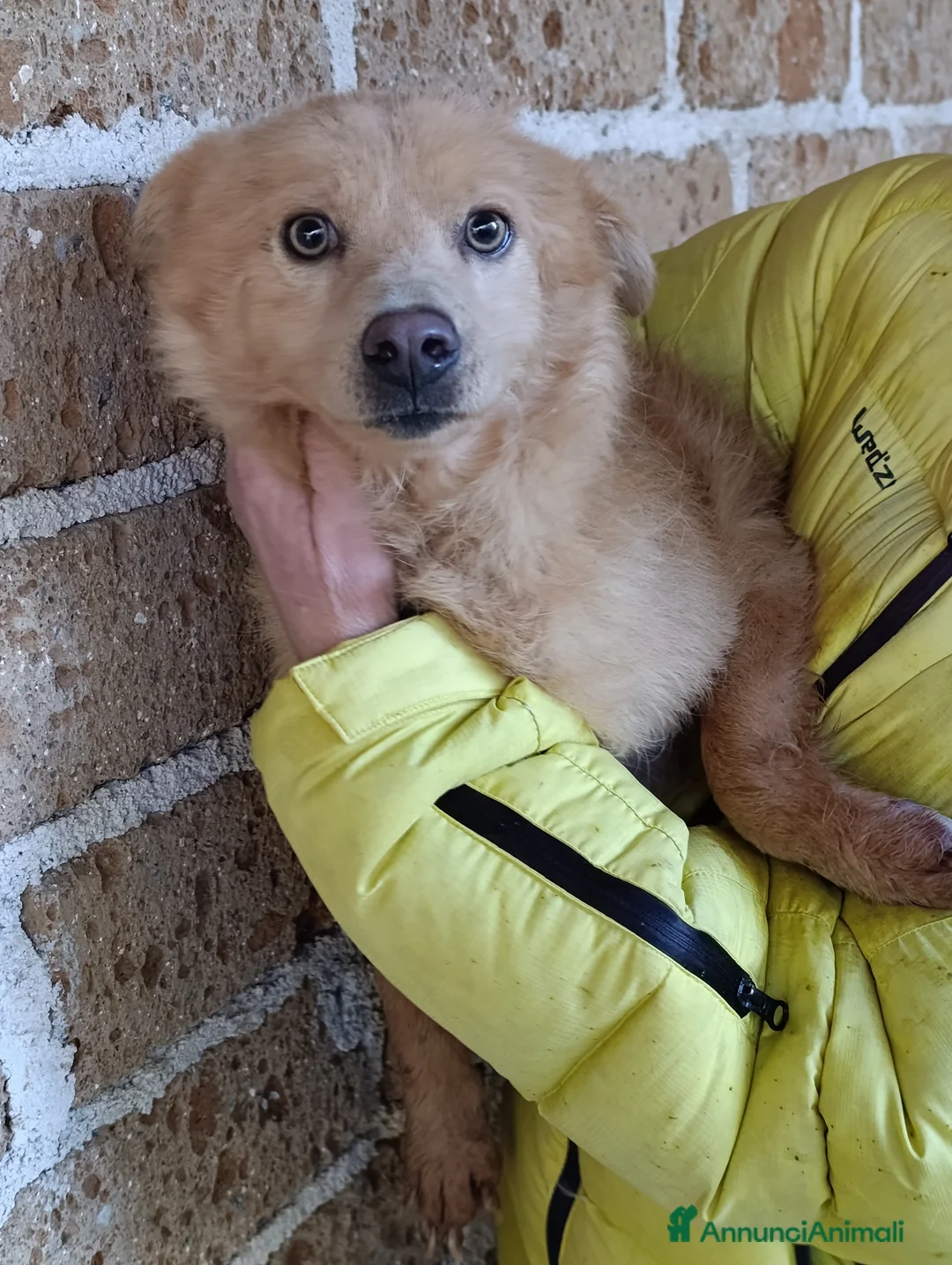 Meticcio cani in regalo: Rosetta e Puffetta, 10 kg di dolcezza, in adozione - Annuncio 5