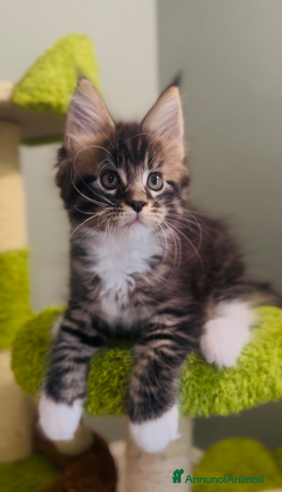 Maine Coon gatti Cucciolo Maine Coon con Pedigree - Annuncio 32