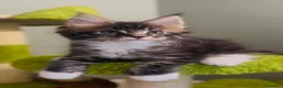Maine Coon gatti in vendita: Cucciolo Maine Coon con Pedigree - Annuncio 1