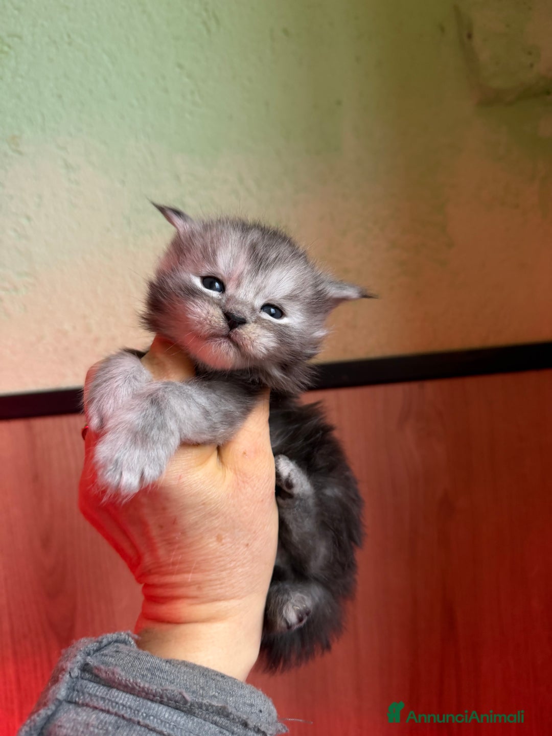 Maine Coon gatti in vendita: Gattini Maine Coon  - Annuncio 6