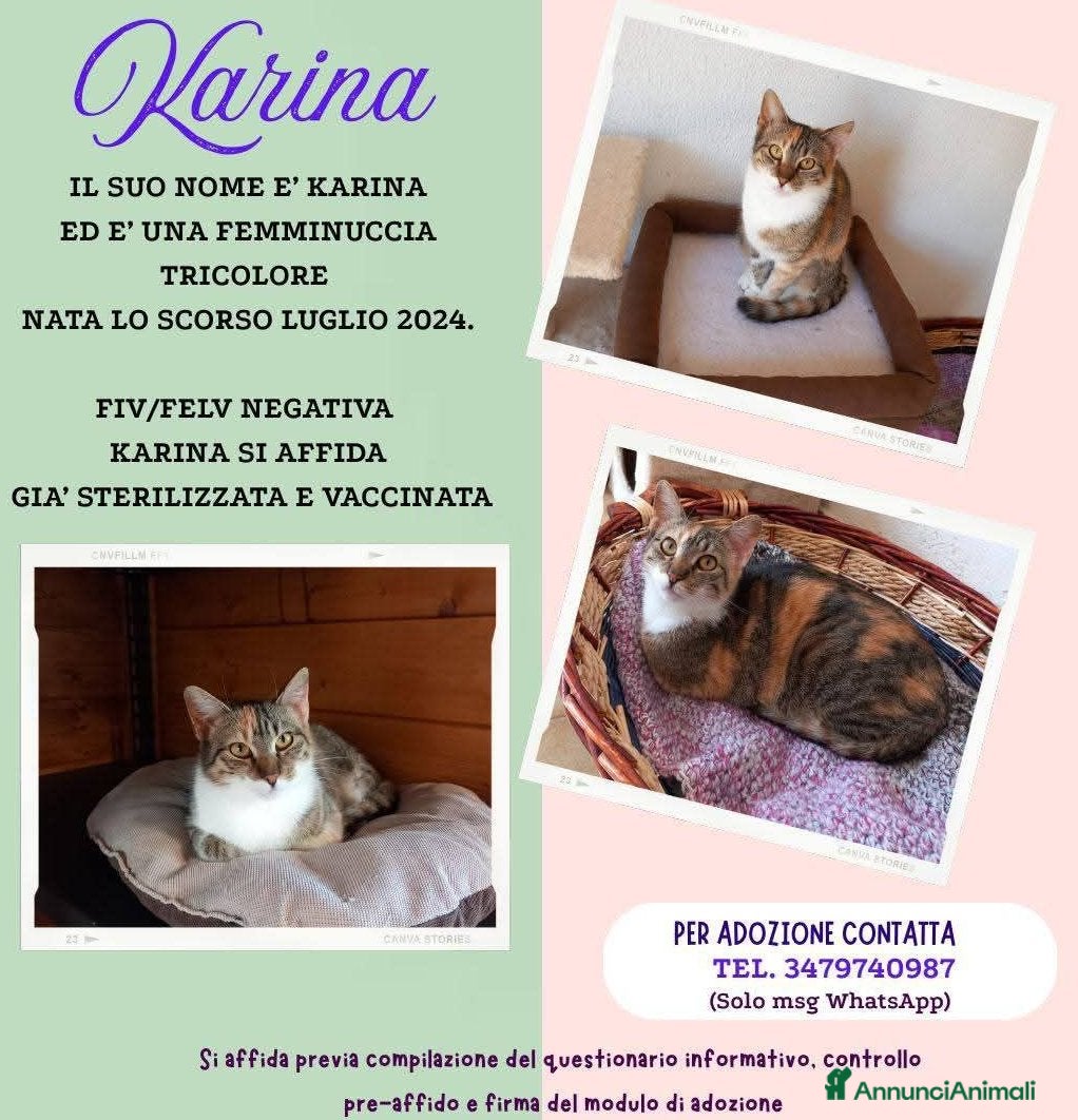 Europeo gatti Karina, splendida micia in adozione! - Annuncio 3