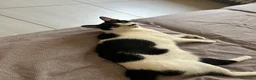 Europeo gatti in regalo: Regalo Gattina Europea - Annuncio 4
