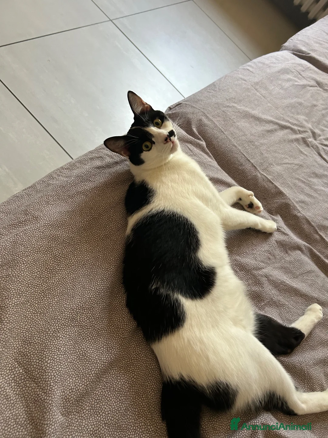Europeo gatti in regalo: Regalo Gattina Europea - Annuncio 4