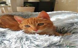 Altre razze gatti in regalo: Gattini Rossi  a Città metropolitana di Roma Capitale - Immagine 6
