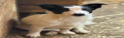 Meticcio cani in regalo: DIEGO, nanetto fifoncello. TG PICCOLA, zampacorta - Annuncio 1