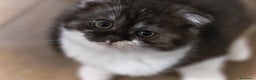 Scottish gatti in vendita: Gattini Scottish fold e straight  - Annuncio 2