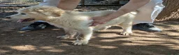 Meticcio cani in regalo: Cuccioli meticci cercano casa - Annuncio 19