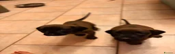 Segugio Bavarese cani in vendita: Disponibili due maschi razza segugio bavarese  - Annuncio 5