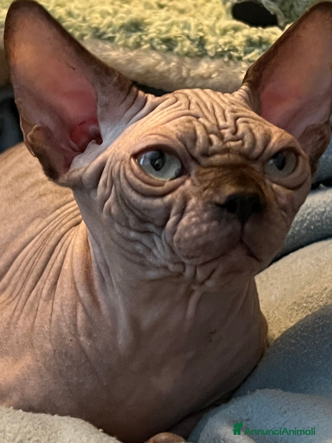 Sphynx gatti in vendita: Sphynx  - Annuncio 3