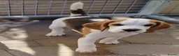 Beagle cani in regalo: Cuccioli di beagle taglia piccola - Annuncio 4