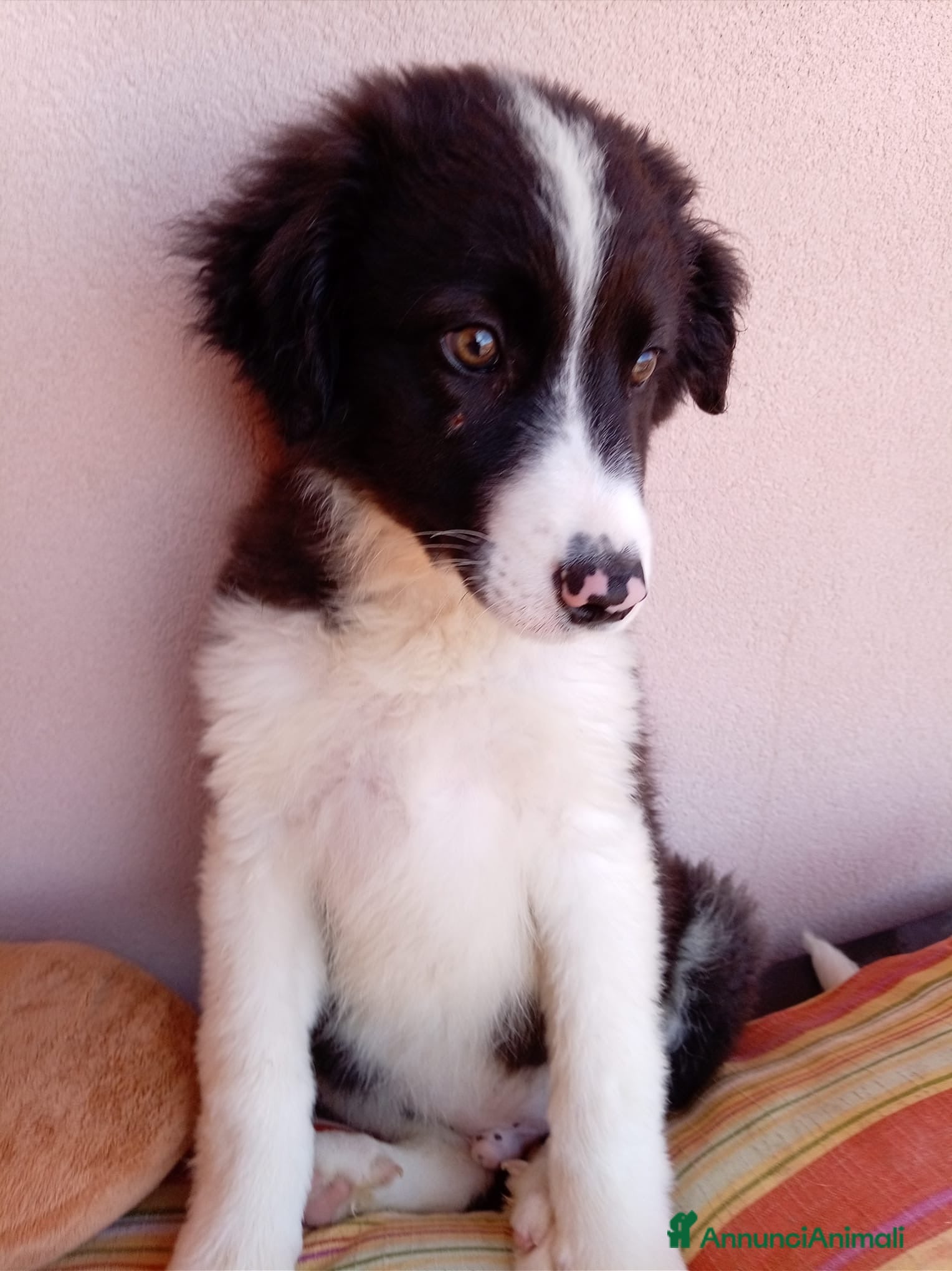 Border Collie cani 🐾❤️Nando cerca casa 🐾❤️ - Annuncio 2