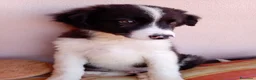 Border Collie cani in regalo: 🐾❤️Nando cerca casa 🐾❤️ - Annuncio 1