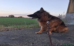 Pastore Tedesco cani in regalo: Charlie - Immagine 2