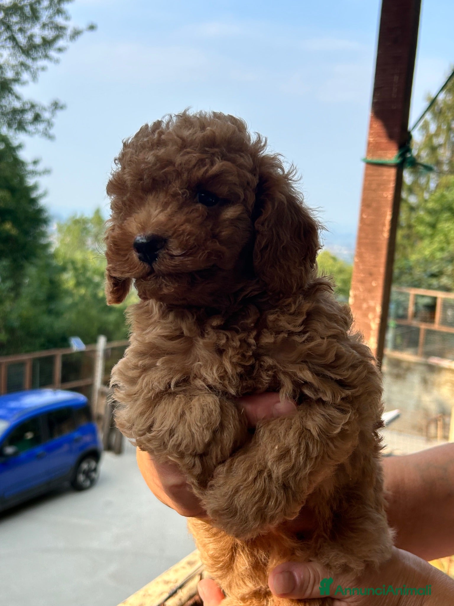 Meticcio cani Cuccioli barboncino  - Annuncio 4