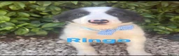 Border Collie cani in regalo: Ringo dolcissimo cucciolo simil border collie - Annuncio 1