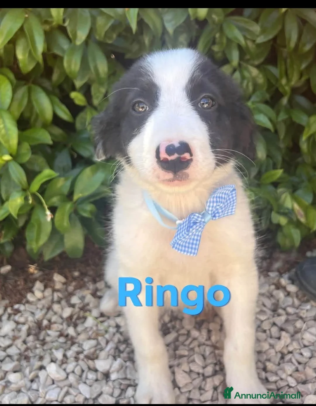 Border Collie cani in regalo: Ringo dolcissimo cucciolo simil border collie - Annuncio 1