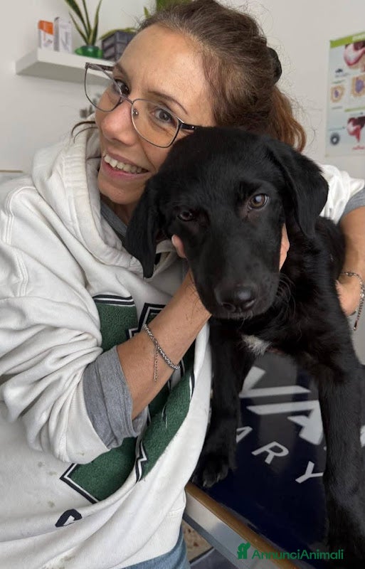 Meticcio cani Coco' 4 mesi, femmina simil Labrador  - Annuncio 1