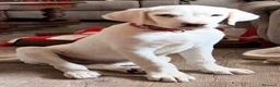 Meticcio cani in regalo: Cocca sui 4mesi mix Labrador rimasta sola CAGLIARI - Annuncio 2