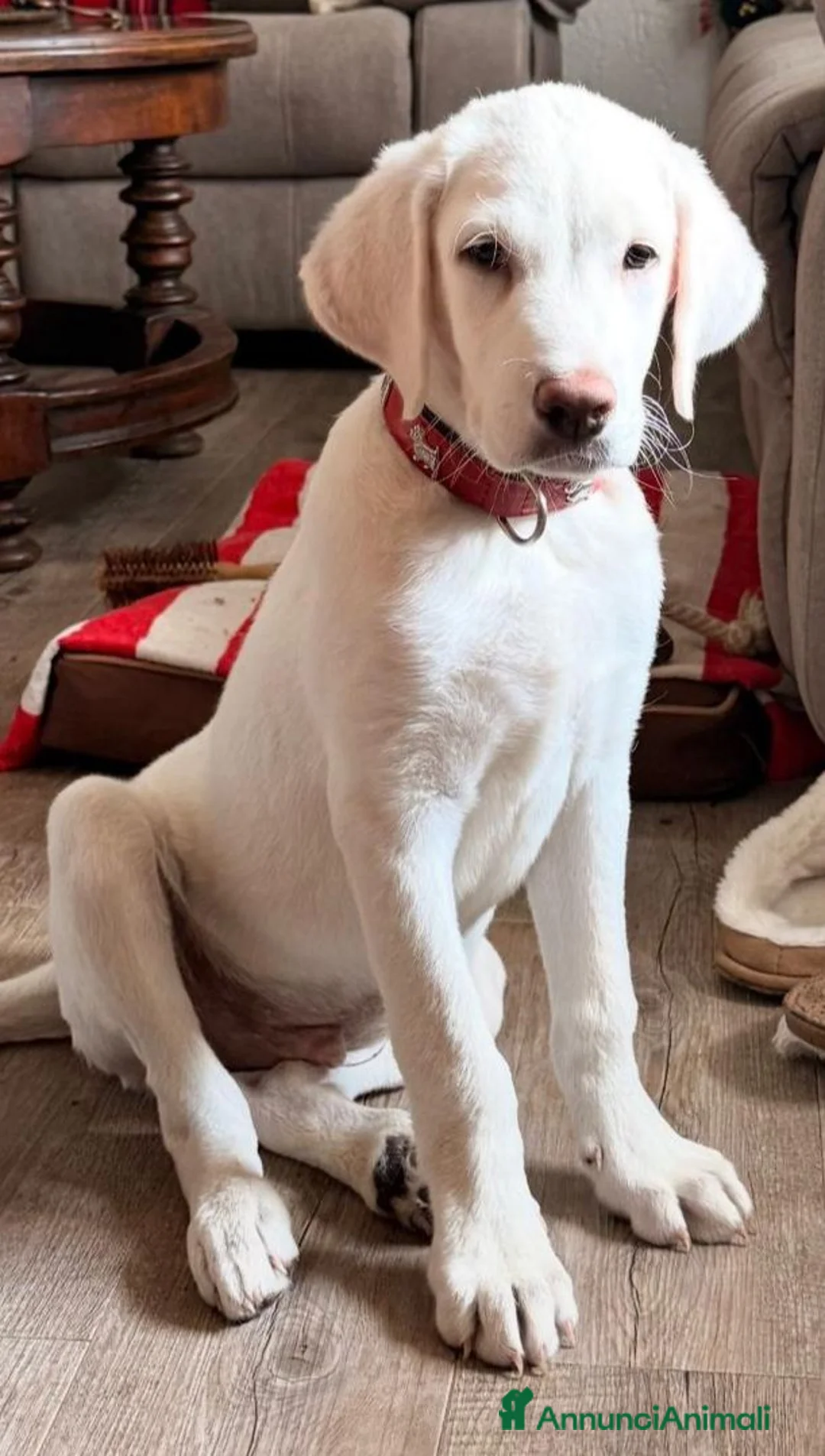 Meticcio cani in regalo: Cocca sui 4mesi mix Labrador rimasta sola CAGLIARI - Annuncio 2