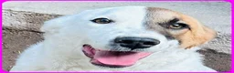 Meticcio cani in regalo: MASCHERINA gioiosa e solare tg mediopicc. - Annuncio 4