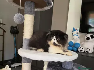 Persiano gatti Gatti persiani - Annuncio 3