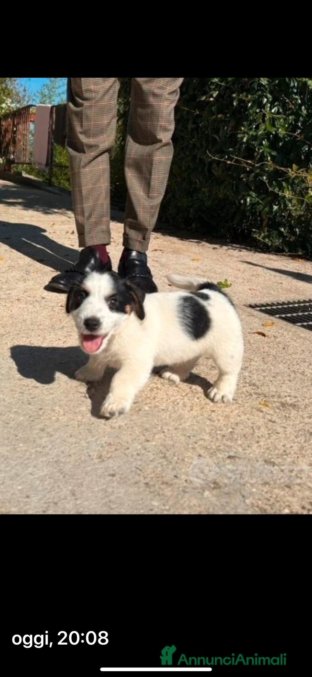 Jack Russell cani in vendita: cuccioli Jack Russell Terrier - Annuncio 2