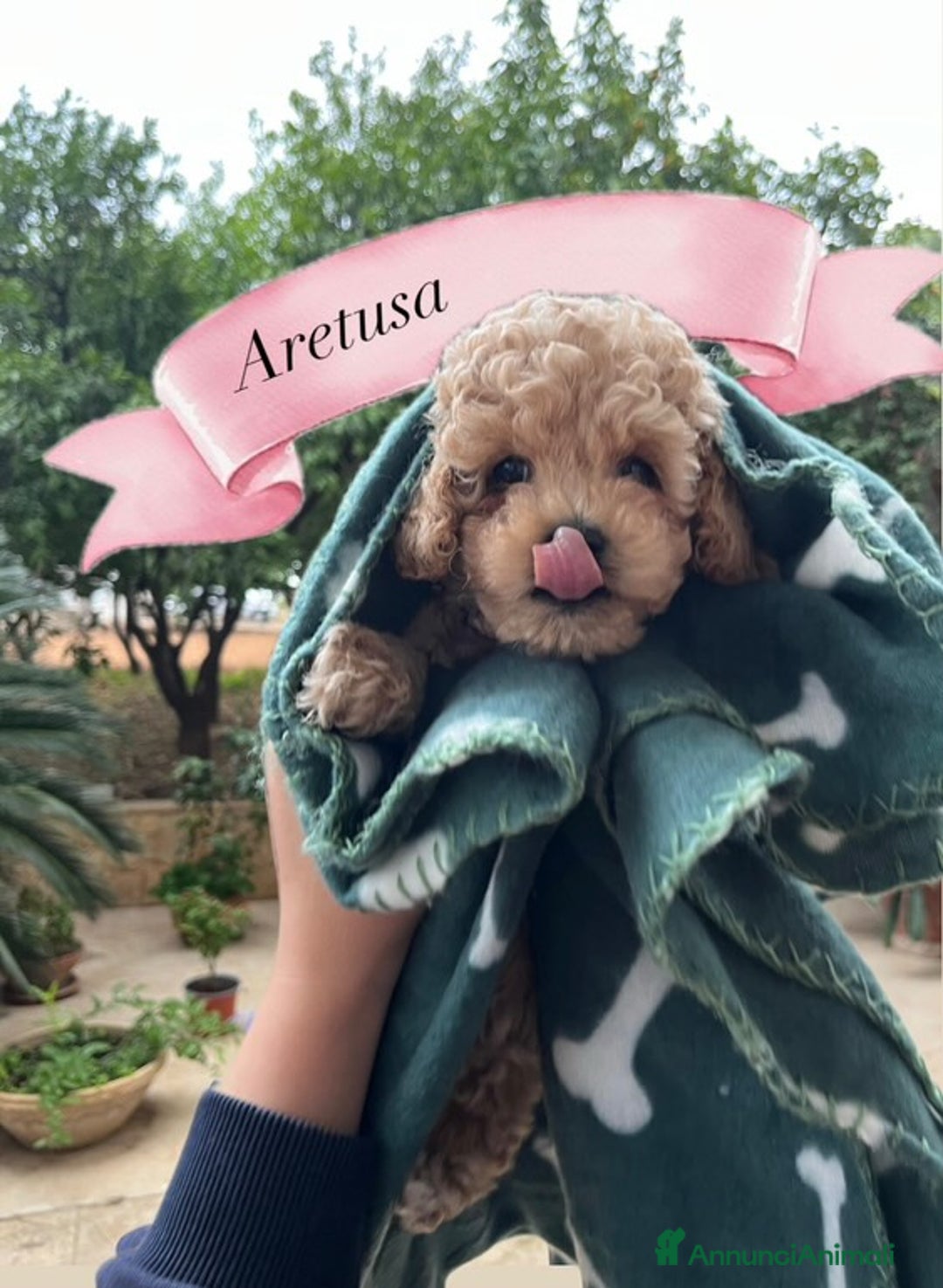 Barboncino Toy cani in vendita: Cuccioli Barboncini toy - Annuncio 2